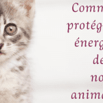 soin énergétique animaux