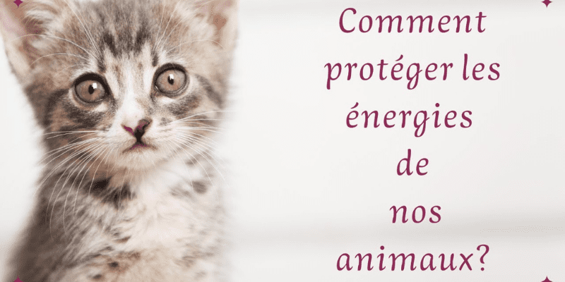Soin énergétique animaux : Comment protéger l’énergie de nos compagnons ?