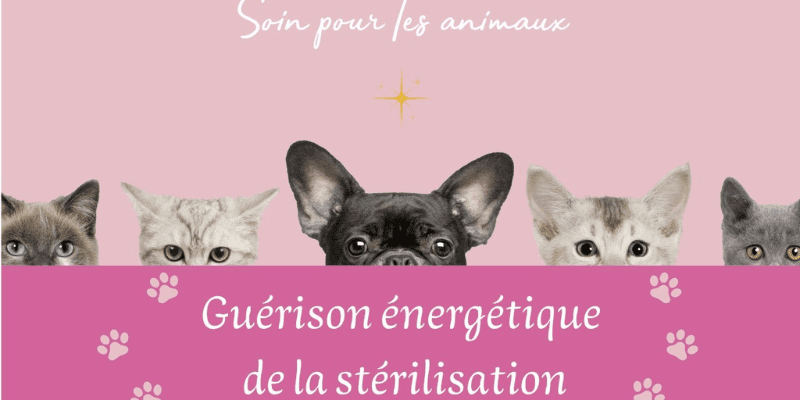 Guérisseur animaux : comment soigner la blessure de stérilisation ?